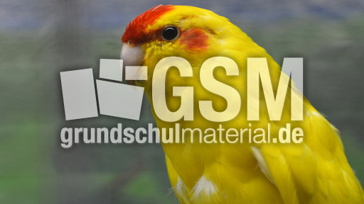 Ziegensittich (1).jpg